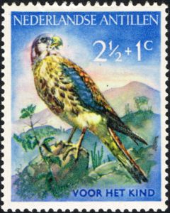 American Kestrel (Falco sparverius)